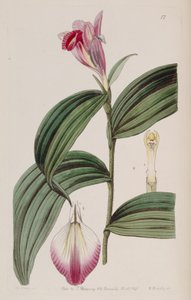 Sobralia decora door Miss Drake